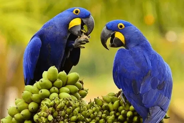 Macaw Tours 5D4N Tambopata Adventure